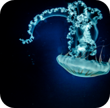 South American sea nettle